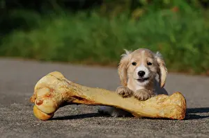 Bone: Spaniel-Mongrel, puppy 7 weeks, lying on big bone