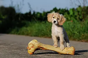 Bone: Spaniel-Mongrel, puppy 7 weeks, standing on big