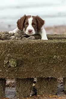 Springer: Spaniel puppy exploring