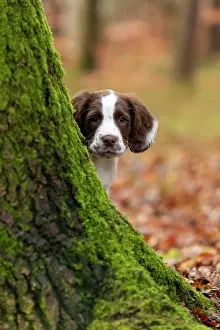 Springer: Spaniel puppy exploring