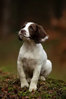 Obedience: Spaniel puppy exploring