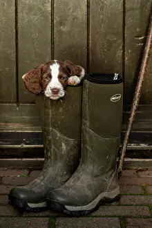 Master: Spaniel puppy in masters boots
