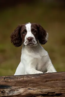 Springer: Spaniel puppy portrait