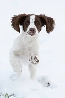 Springer: Spaniel puppy running in the snow