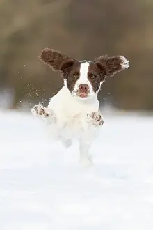 Springer: Spaniel puppy running through the snow