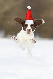 Working: Spaniel puppy running through the snow wearing a