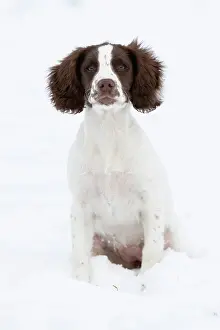 Obedience: Spaniel puppy sitting in the snow