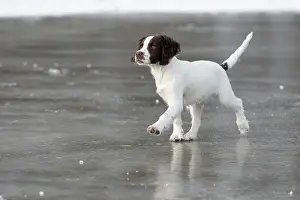 Springer: Spaniel puppy skating on ice
