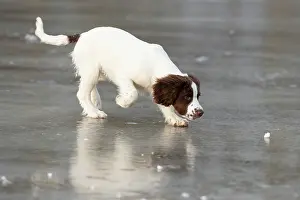 Springer: Spaniel puppy skating on ice