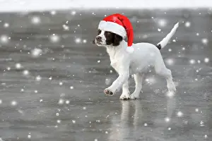 Working: Spaniel puppy skating on ice wearing a red Chris