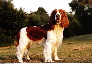 Wiese: Spaniel, Springerspaniel in Wiese stehend, -zoology