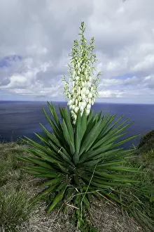 Aloe: Spanish bayonet, Yucca aloifolia, Santa Maria Island