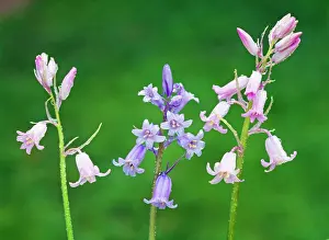 Hispanica: SPANISH BLUEBELL
