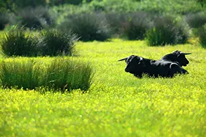 Steer: Spanish Bull Camargue France