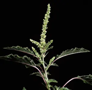 Amaranthus: Spanish calulu flower