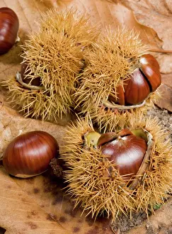 Castanea: Spanish Chestnut / European Chestnut / Sweet Chestnut