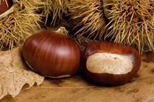 Castanea: Spanish Chestnut / European Chestnut / Sweet Chestnut