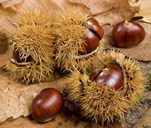 Castanea: Spanish Chestnut / European Chestnut / Sweet Chestnut