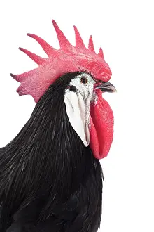 Hairstyle: Spanish Chicken Cockerel / Rooster