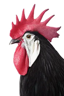 Hairstyle: Spanish Chicken Cockerel / Rooster