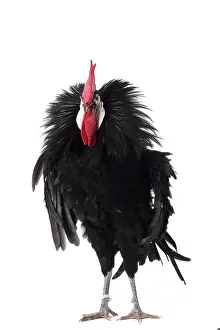 Weird: Spanish Chicken Cockerel / Rooster