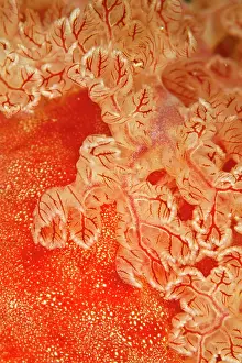 Puzzle: Spanish Dancer