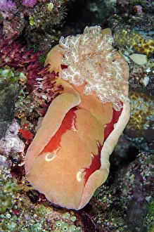 Ampat: Spanish Dancer