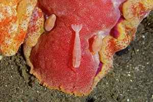Nudibranch: Spanish Dancer with Emperor Shrimp