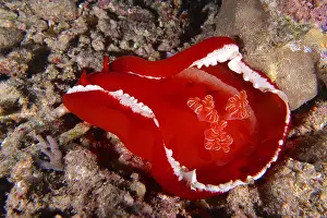 Slug: Spanish dancer (Hexabranchus sanguineus) at night