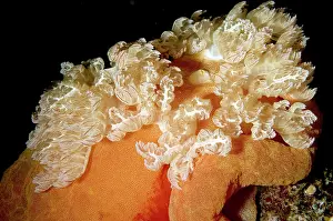 Feathery: Spanish Dancer Nudibranch Gills