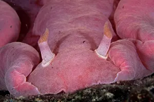 Sanguineus: Spanish dancer nudibranch, Hexabranchus sanguineus, Walindi