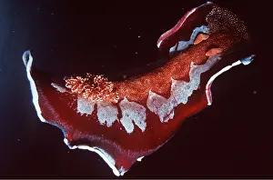 Nudibranches: Spanish Dancer NUDIBRANCH / Sea Slug
