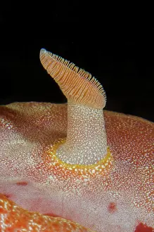 Nudibranch: Spanish Dancer rhinophore