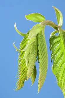 Castanea: Spanish / European / Sweet Chestnut - leaf bud