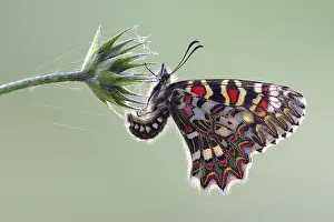 Alpujarras: Spanish Festoon