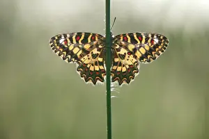 Alpujarras: Spanish Festoon