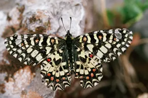 Zerynthia: Spanish Festoon BUTTERFLY
