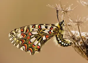 Zerynthia: Spanish Festoon Butterfly - on wild carrot