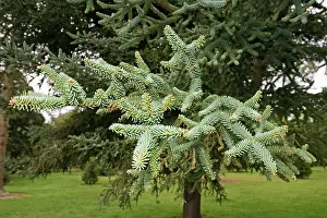 Firs: Spanish Fir - Branches and leaves