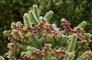 Sierra: Spanish Fir - male cones in spring Sierra de las nieves