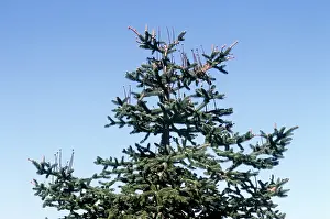 Firs: Spanish Fir Tree