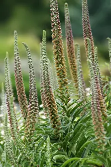 Digitalis: Spanish foxglove