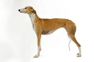 Galgo: Spanish Galgo / Spanish Greyhound - in studio