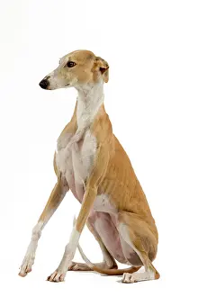 Galgo: Spanish Galgo / Spanish Greyhound - in studio