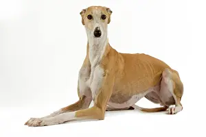 Galgo: Spanish Galgo / Spanish Greyhound - in studio