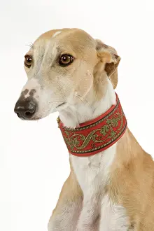 Galgo: Spanish Galgo / Spanish Greyhound - in studio
