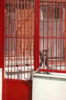 Killed: Spanish greyhound waiting to be killed in a pound Spain