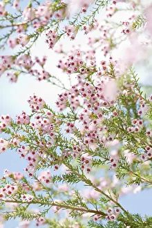 Erica: Spanish Heath detail of flowers in spring