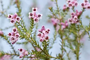 Heaths: Spanish Heath detail of flowers at spring Penama