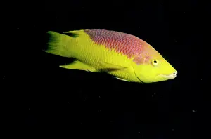 Carribean: SPANISH HOGFISH